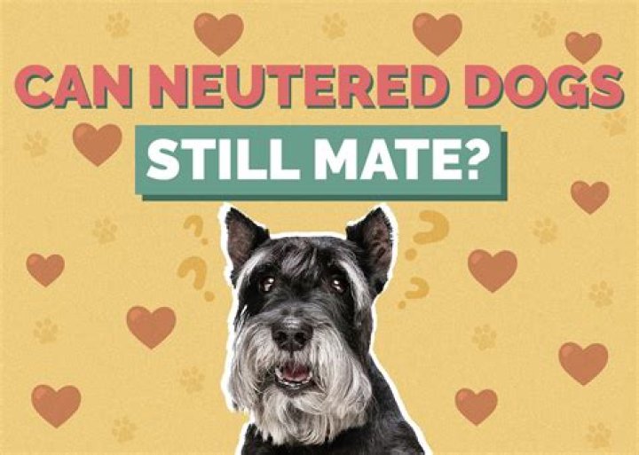 Why does my neutered male dog still mate?