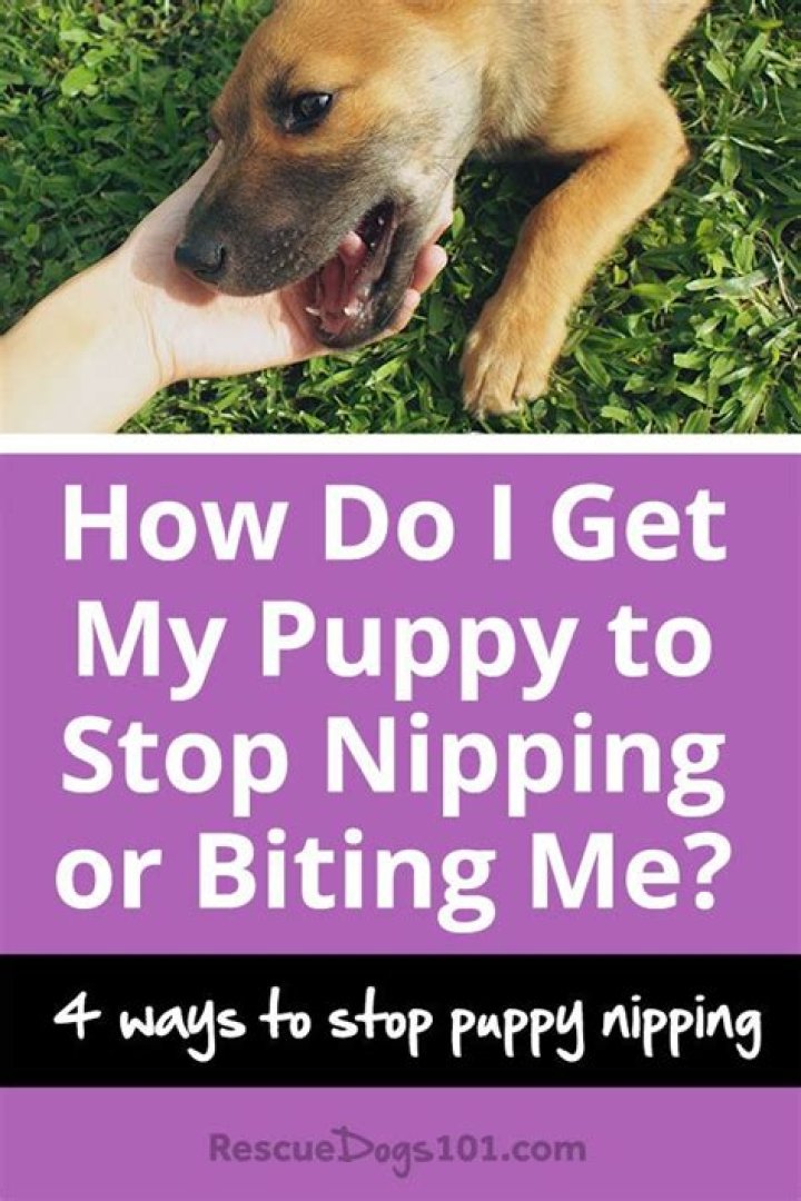 Why does my puppy keep biting me?