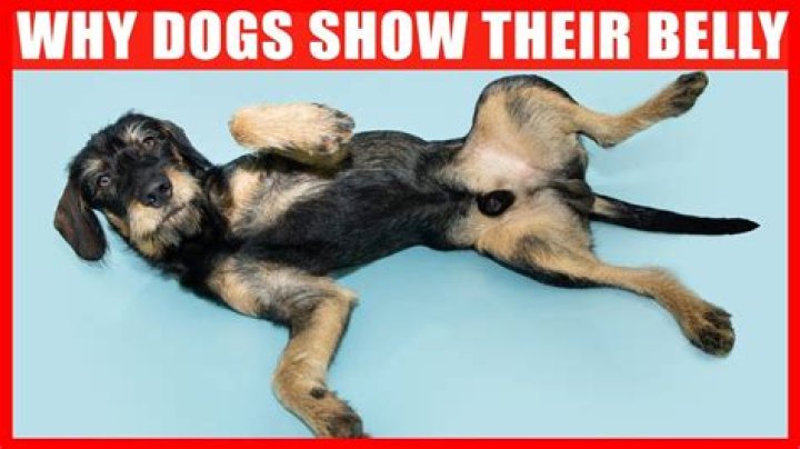 Why does my puppy not have hair on his belly?