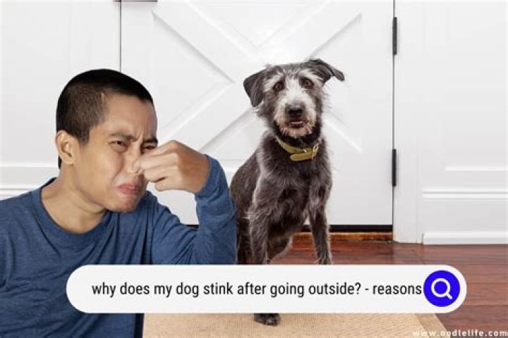 Why Does My ring stink?