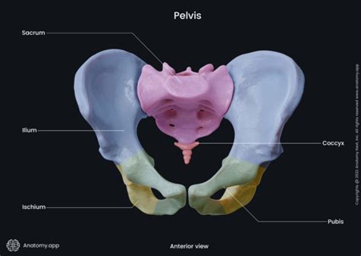 Why does the pelvic area in girl broadens at puberty?