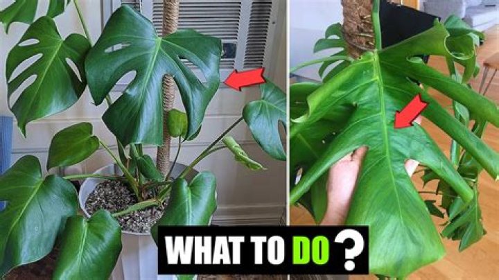 Why doesn't my Monstera have holes?