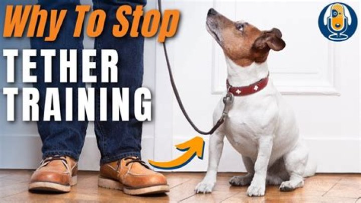 Why dogs should not be eaten?