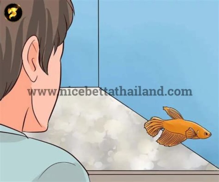 Why has my fish's tail fell off?