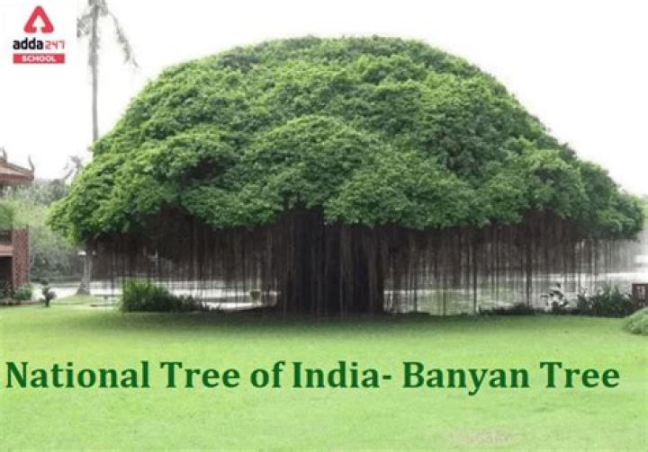 Why Indian national tree is banyan?