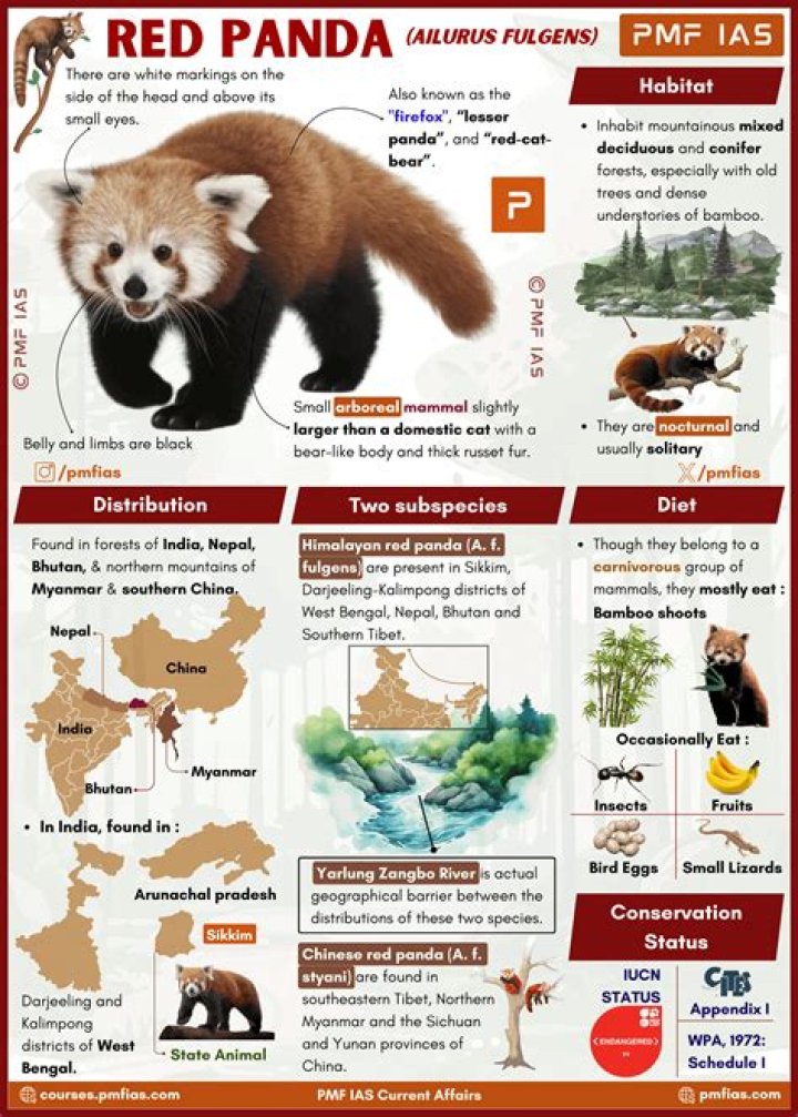 Why is a red panda not a racoon?