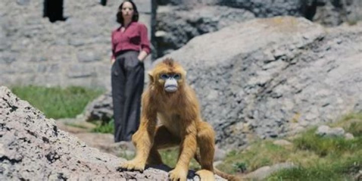 Why is Coulter's daemon a monkey?