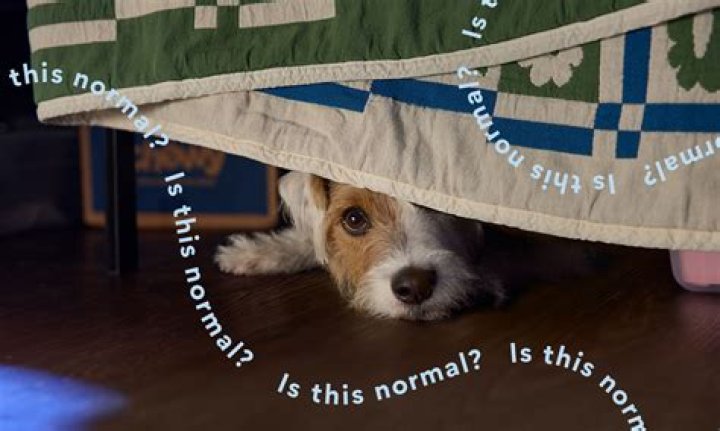 Why is Daruk afraid of dogs?