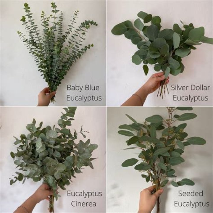 Why is eucalyptus so popular for weddings?