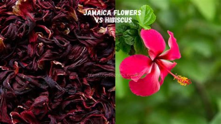 Why is hibiscus called Jamaica?