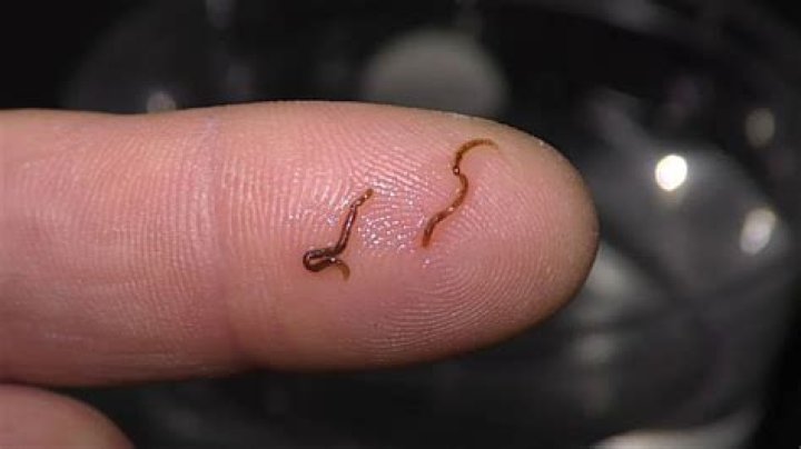 Why is it called earworm?