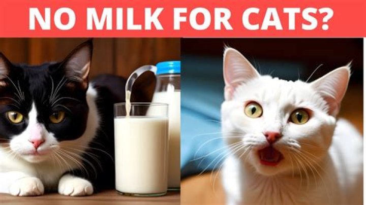 Why is milk bad for cats?