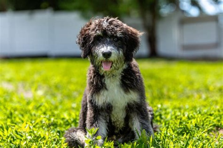 Why is my Bernedoodle aggressive?