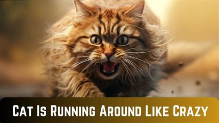 Why is my cat running around like a maniac at night?