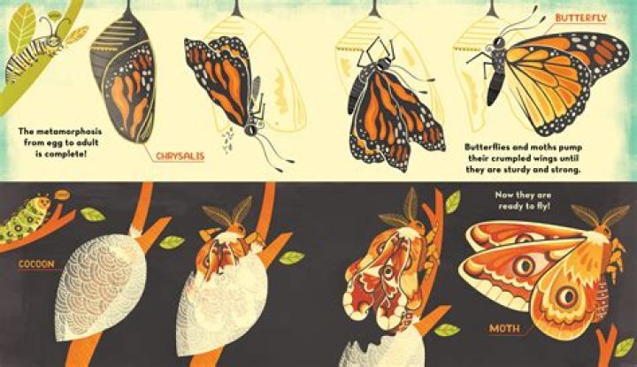 Why is my caterpillar hanging upside down?