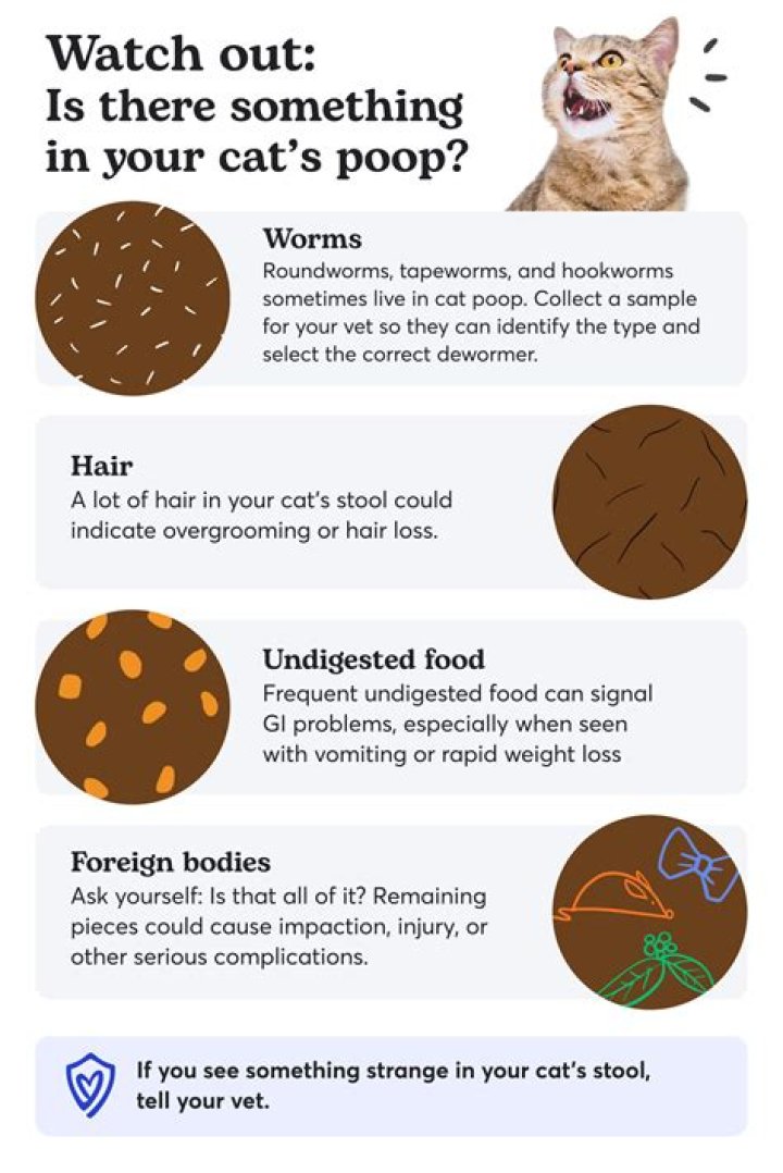 Why is my cat's pee green?