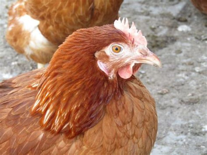 Why is my chickens comb pale?