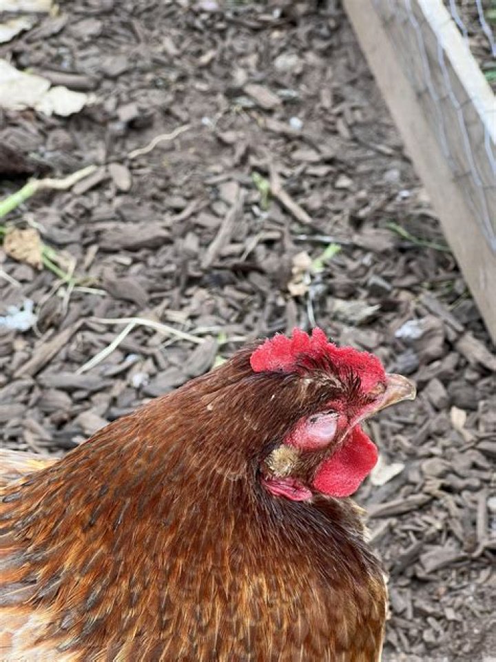 Why is my chickens eyes swollen shut?