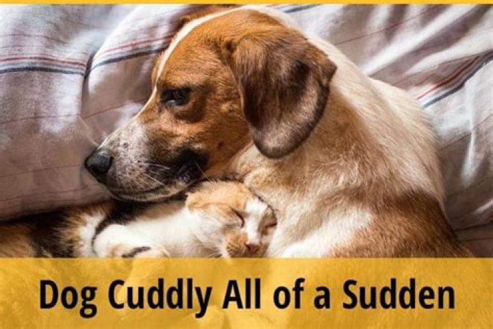 Why is my dog all of a sudden clingy?