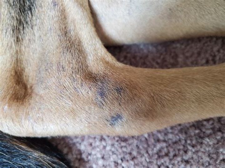 Why is my dog losing control of his back legs?