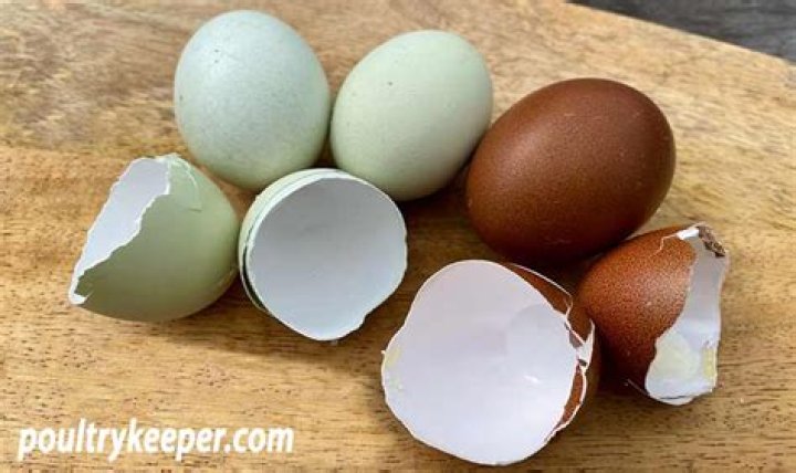 Why is my egg shell green?