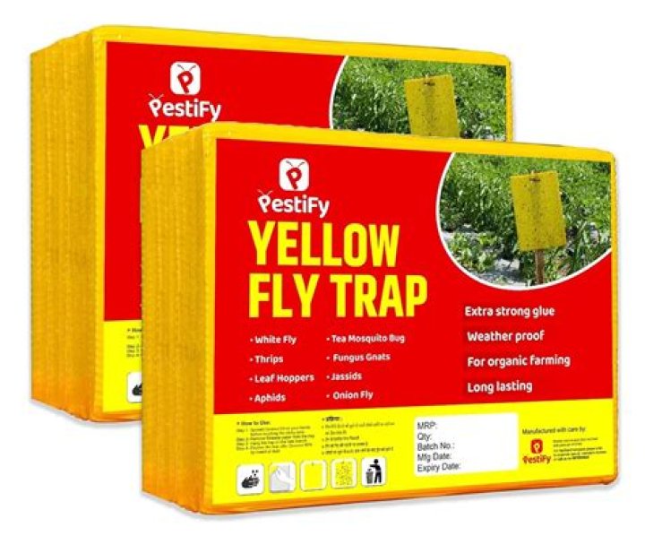 Why is my fly trap yellow?