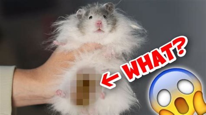 Why is my hamster dead?