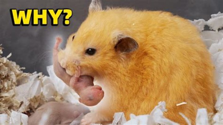 Why is my hamster eating his poop?