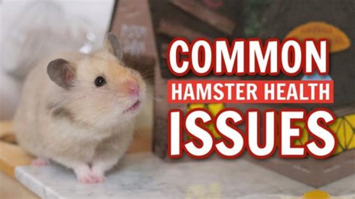 Why is my hamster's eye half shut?