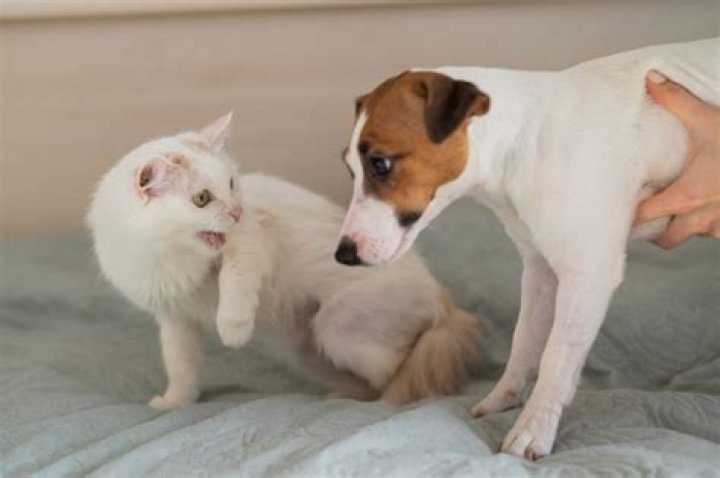 Why is my kitten hissing at my dog?
