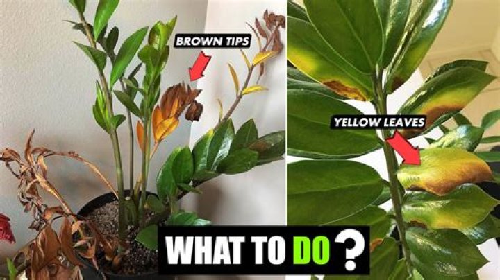 Why is my plant turning brown in the middle?