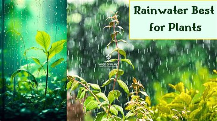 Why is rain so much better for plants than tap water?