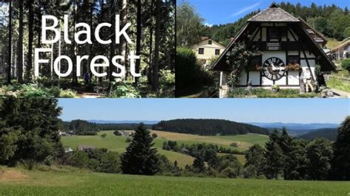 Why is the Black Forest famous?