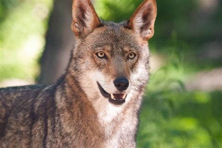Why is the red wolf the rarest?