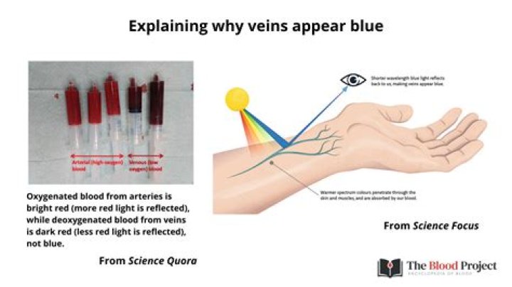 Why is the vein blue?