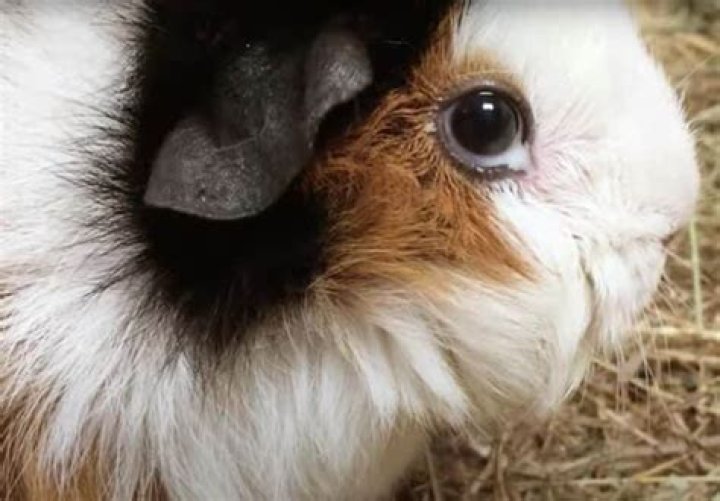 Why is there white stuff in my guinea pigs pee?