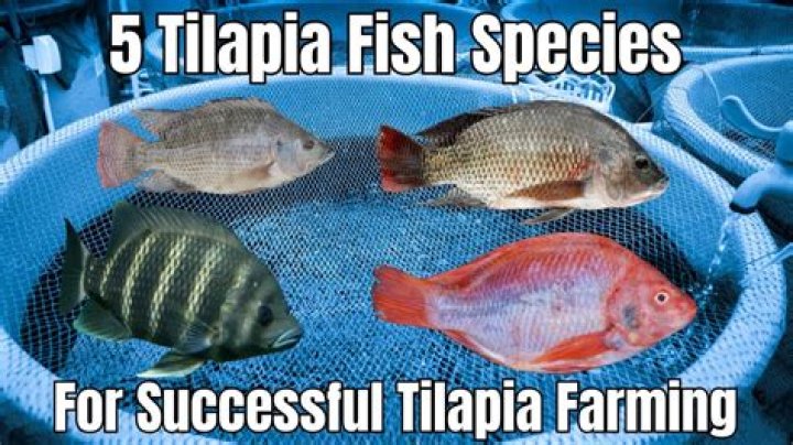 Why is tilapia considered a dirty fish?