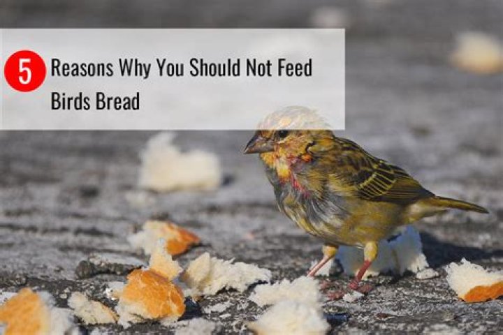 Why you should not feed birds?