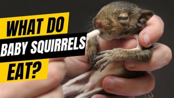 Why you shouldn't feed squirrels?
