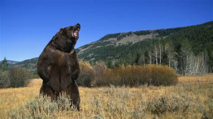 Will a 357 stop a bear?