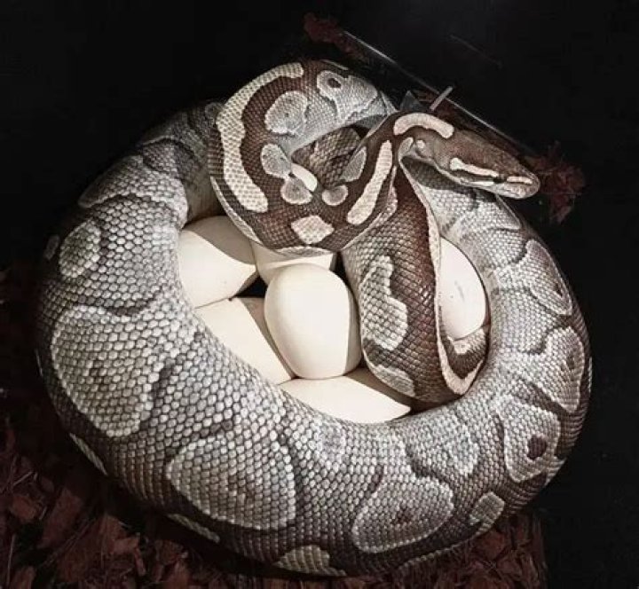 Will a female ball python lay eggs?