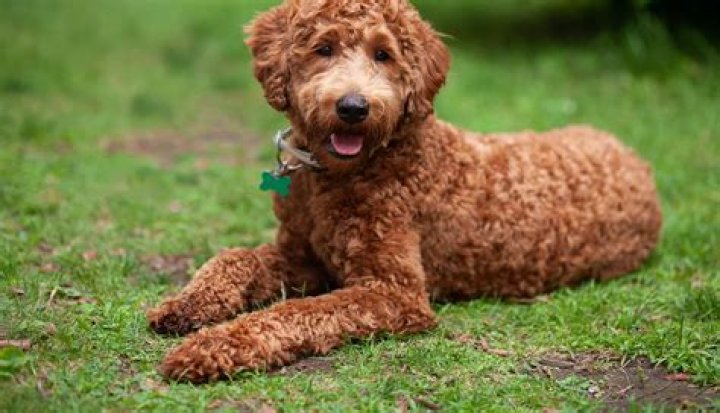 Will a Labradoodle puppy coat change?