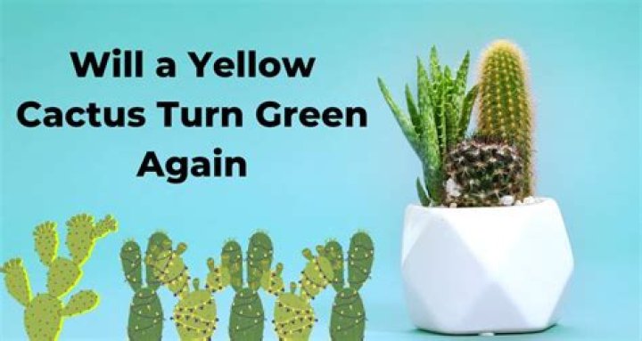 Will a yellow cactus turn green again?