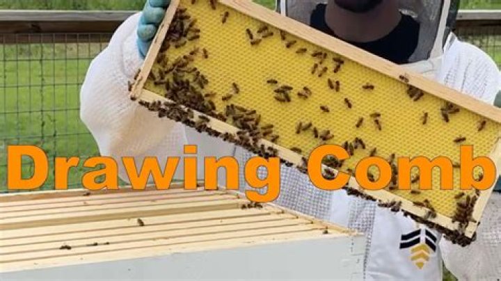 Will bees draw comb without a queen?