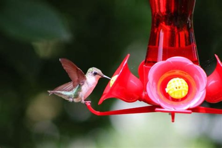 Will bees leave my hummingbird feeder at night?