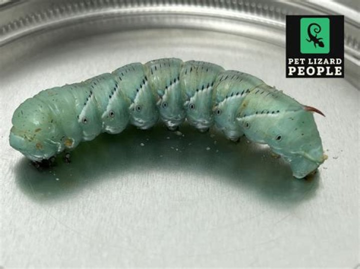 Will birds eat hornworms?