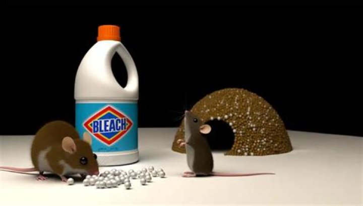 Will bleach keep rats away?