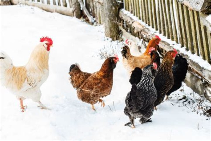 Will chickens eat snow for water?
