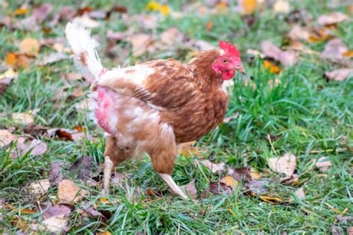 Will chickens keep grass down?