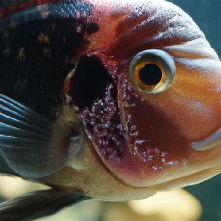 Will cichlids bite you?